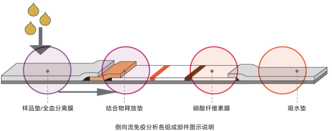 体外诊断领域：新冠疫情下的POCT原料供应该何去何从