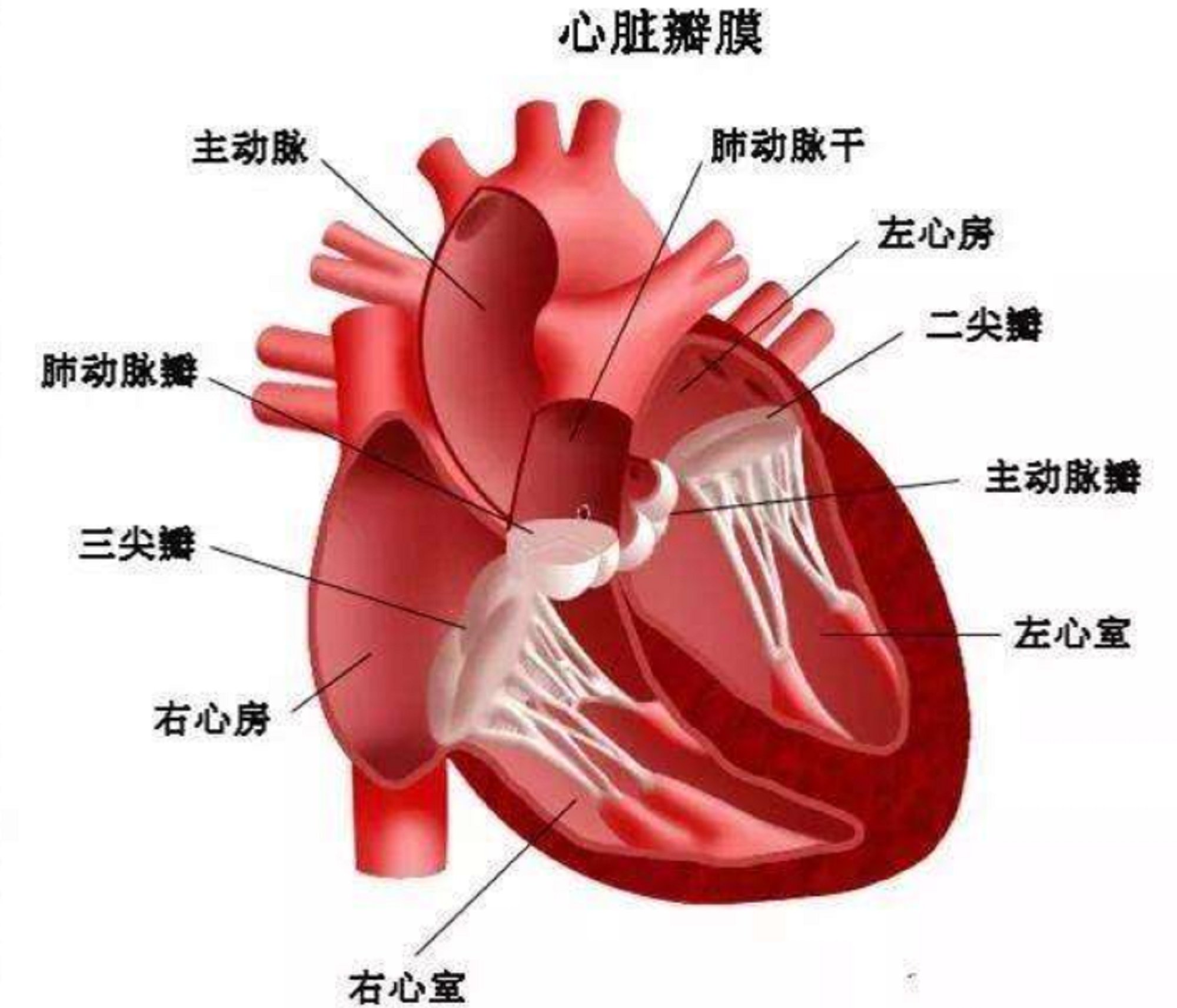 捍宇医疗转战科创板 拟募资17亿布局心脏医疗器械